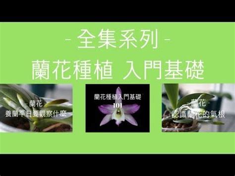 蘭花材料|蘭花種植必學指南：大師教你輕鬆養出美麗蘭花 